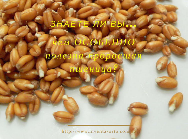 Пророщенная пшеница